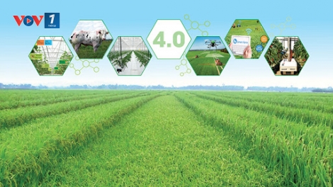 Nông dân Việt với giấc mơ trên những cánh đồng 4.0 (6/3/2020)