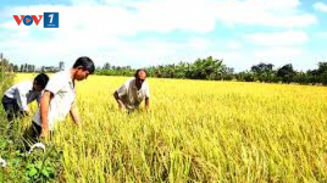 Đồng bằng sông Cửu Long: Vụ Đông xuân 2019-2020 được mùa nhờ linh hoạt và chủ động trong sản xuất (25/3/2020)