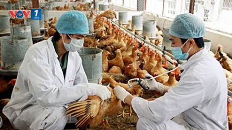 Quyết liệt triển khai giải pháp phòng chống dịch cúm gia cầm (2/3/2020)