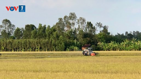 Hậu Giang lúa đạt năng suất cao, giá tốt ngay mùa hạn mặn (24/3/2020)