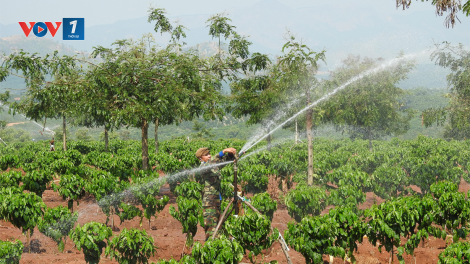 Kon Tum: Điện ra đồng giúp nhà nông chống hạn cho cây cà phê (23/3/2020)
