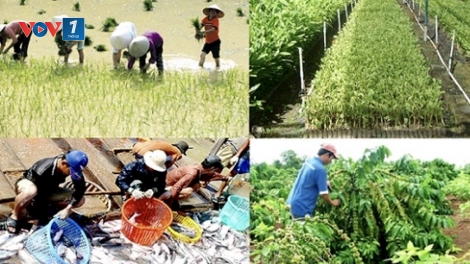 Nông nghiệp vẫn là trụ đỡ nền kinh tế thời dịch bệnh (17/3/2020)
