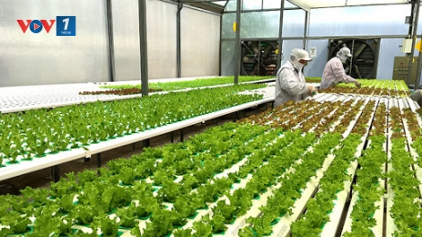 Doanh nghiệp nông nghiệp trước thời cơ và thách thức hội nhập (4/3/2020)