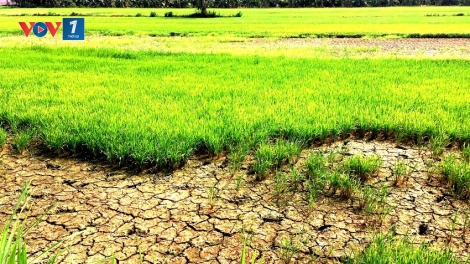 Các tỉnh đồng bằng sông Cửu Long chủ động phương án ứng phó với hạn mặn (4/3/2020)
