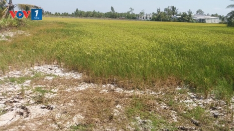 Vùng đất chín sông khát khao nguồn nước ngọt (14/3/2020)
