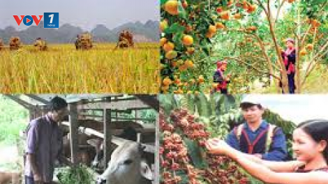 Nâng cao giá trị trong sản xuất nông nghiệp, đảm bảo xuất khẩu và an ninh lương thực (25/3/2020)