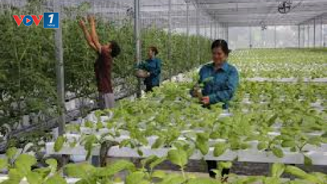 Sản xuất theo chuỗi: Thành công cần các mắt xích mạnh (3/4/2020)