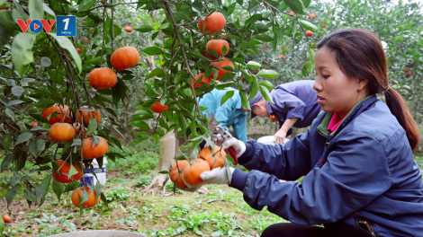 Nâng cao giá trị kinh tế và thương hiệu nông sản từ chất lượng giống (28/4/2020)