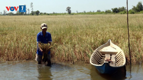 Giải pháp nào giúp ĐBSCL ứng phó với hạn mặn xâm nhập? (4/4/2020)