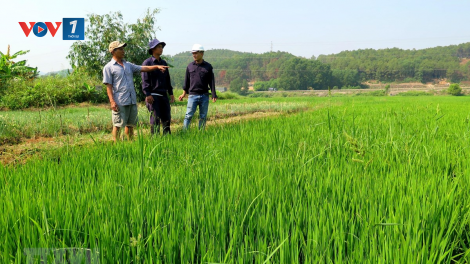 Các tỉnh phía Bắc đề phòng bệnh đạo ôn vụ Đông Xuân. (6/4/2020)