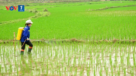 Tăng cường phòng trừ sâu bệnh trên lúa Xuân (21/4/2020)