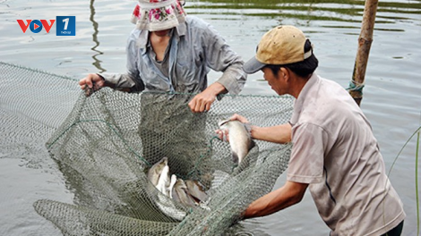 Cách phòng trị bệnh thường gặp trên cá nuôi nước ngọt (27/4/2020)