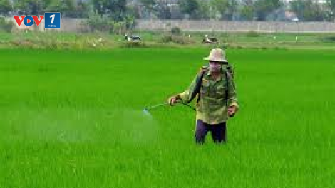Chủ động phòng trừ bệnh hại lúa Đông Xuân (2/4/2020)