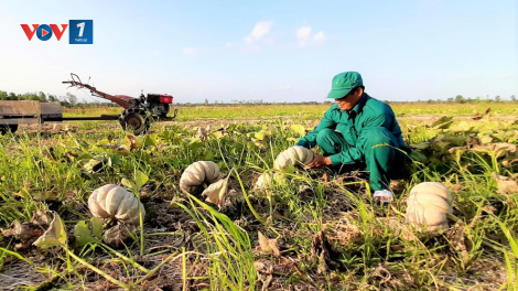 ĐBSCL: Phát triển nông nghiệp bền vững thích ứng với hạn mặn (5/4/2020)