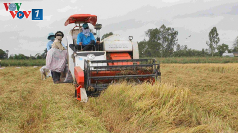 Đồng bằng sông Cửu Long: Giải pháp kỹ thuật nào giúp sản xuất lúa vượt thách thức trong mùa khô 2020 (17/4/2020)