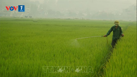 Tăng cường phòng chống sâu hại trong Vụ Đông Xuân 2020 (8/4/2020)