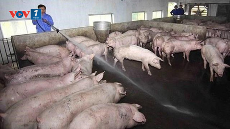 Cho vay không lãi suất khuyến khích tái đàn lợn ở Bình Định (16/5/2020)