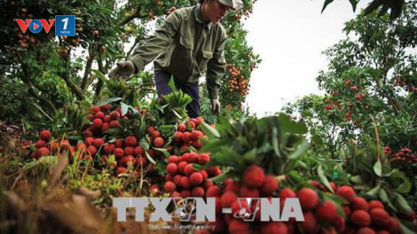 Tín hiệu vui cho vải thiều xuất khẩu trong năm 2020 (27/5/2020)