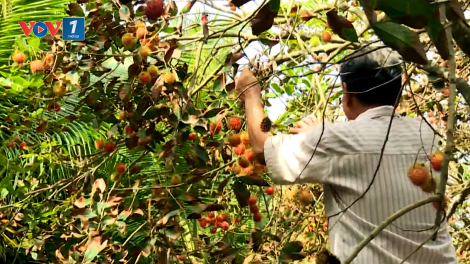 Nhà vườn trồng chôm chôm ở Trà Vinh thiệt hại kép do hạn mặn (27/5/2020)