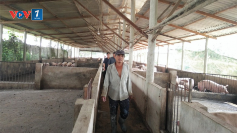 Đồng Tháp khó khăn trong việc tái đàn vì nguồn cung lợn giống khan hiếm (26/5/2020)