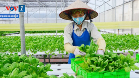 Để Hợp tác xã nông nghiệp vượt khó và phát triển trong bối cảnh đại dịch Covid-19 (3/5/2020)