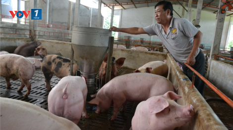 Tư vấn cách chăm sóc tốt đàn lợn trong mùa nắng nóng (19/5/2020)