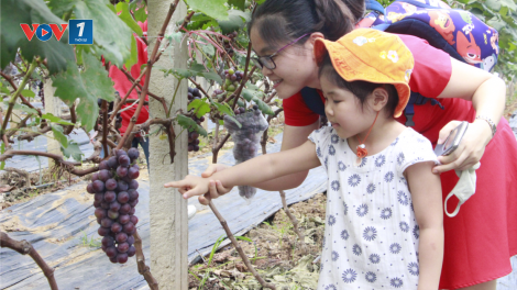 Sơn La: Vườn nho đầu tiên kết hợp phát triển kinh tế nông nghiệp với du lịch trải nghiệm (30/6/2020)