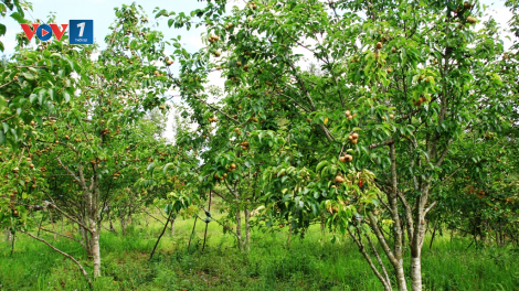 “Cây mới” đánh thức đất khó Mù Cang Chải (2/6/2020)