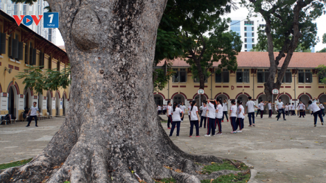 Cây xanh trường học: Lỗ hổng trong quản lý (5/6/2020)