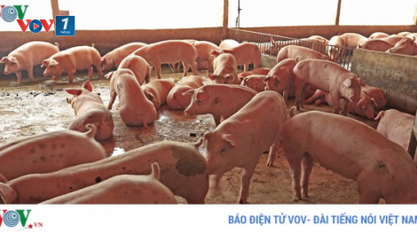 Bên lề Quốc hội: Nhập khẩu lợn sống từ Thái Lan để giết mổ sẽ góp làm giảm giá trong nước (13/6/2020)