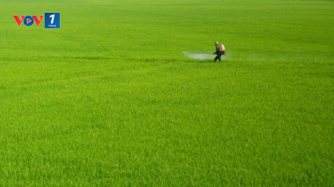 ĐBSCL: Thời điểm thuận lợi để tăng diện tích lúa thu đông lên 800.000 ha (5/6/2020)