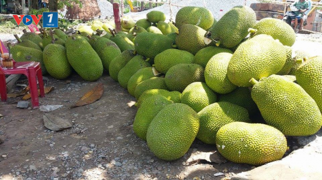 ĐBSCL: Sau đợt hạn mặn lịch sử, nhà vườn đổ xô trồng mít Thái (30/6/2020)