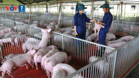 Người chăn nuôi và rủi ro khi tái đàn lợn (15/6/2020)