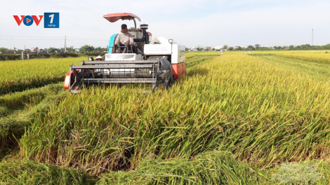 Thái Bình: Vượt khó khăn, dịch bệnh - lúa xuân được mùa (18/6/2020)