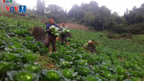 Lào Cai: Sáng tạo trong xây dựng nông thôn mới (18/06/2020)