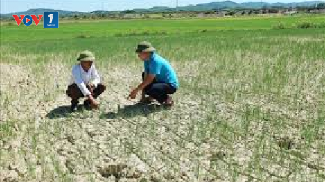 Hà Tĩnh: Nhiều diện tích nông nghiệp có nguy cơ mất trắng do hạn hán (28/6/2020)