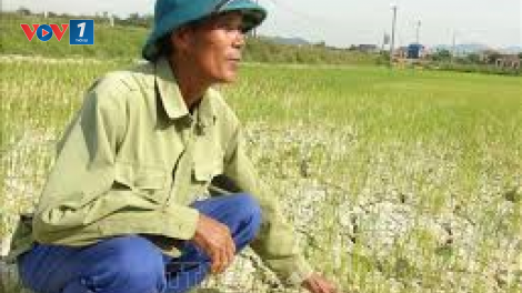 Nắng nóng ảnh hưởng đến hàng ngàn ha lúa tái sinh ở Quảng Bình (29/6/2020)