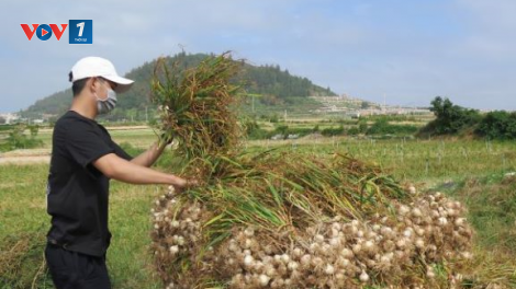Làm gì để tỏi Lý Sơn không bị đánh tráo ở “vương quốc” tỏi (5/6/2020)