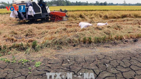 ĐBSCL: giải pháp phát triển nông nghiệp ứng phó với hạn mặn (2/7/2020)