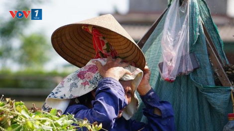 Nắng nóng tiếp tục đảo lộn đời sống, sản xuất người dân các tỉnh Bắc Trung bộ (16/7/2020)