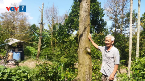 Tiền Giang: Sau hạn mặn  cây sầu riêng tiếp tục chết, nhà vườn ồ ạt phá bỏ vườn cây (25/7/2020)