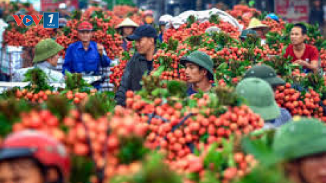 Vụ vải thiều 2020 ở Bắc Giang: Thành công hơn mong đợi (9/7/2020)