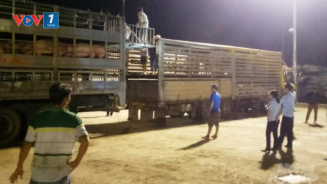 Tiếp tục tạo điều kiện thuận lợi nhập khẩu lợn từ Thái Lan để thực hiện các giải pháp tái đàn, tăng đàn (30/6/2020)
