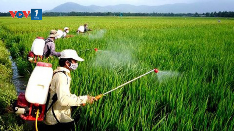 Hạn chế thuốc bảo vệ thực vật để có sản phẩm an toàn (30/7/2020)