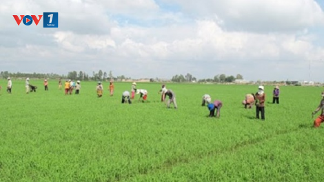 Tích tụ, tập trung đất đai – Phát huy nguồn lực từ đất (22/7/2020)