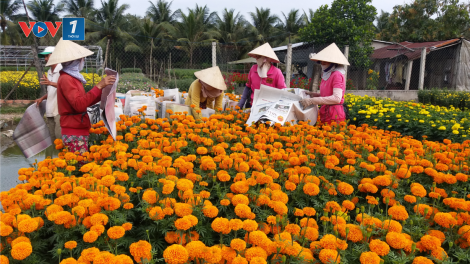 Bến Tre: Sức sống ở huyện Nông thôn mới Chợ Lách (26/8/2020)