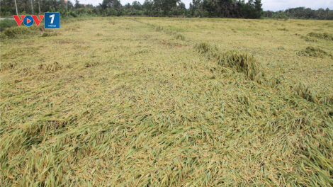 Sóc Trăng: Hàng trăm ha lúa bị đổ ngã, ngập trong nước do ảnh hưởng của mưa bão (5/8/2020)