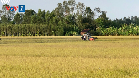 Kịch bản tăng trưởng của ngành nông nghiệp trong đại dịch (14/8/2020)