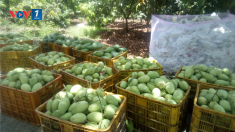 Làm gì để quản lý tình trạng mạo danh mã số vùng trồng xoài? (20/8/2020)