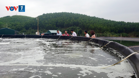 Quảng Ninh thay đổi phương thức nuôi trồng thủy sản, đảm bảo việc làm cho người dân (13/8/2020)
